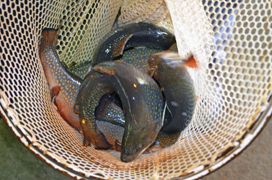 Hatchery stocks brook trout News, Sports, Jobs The Mining Journal